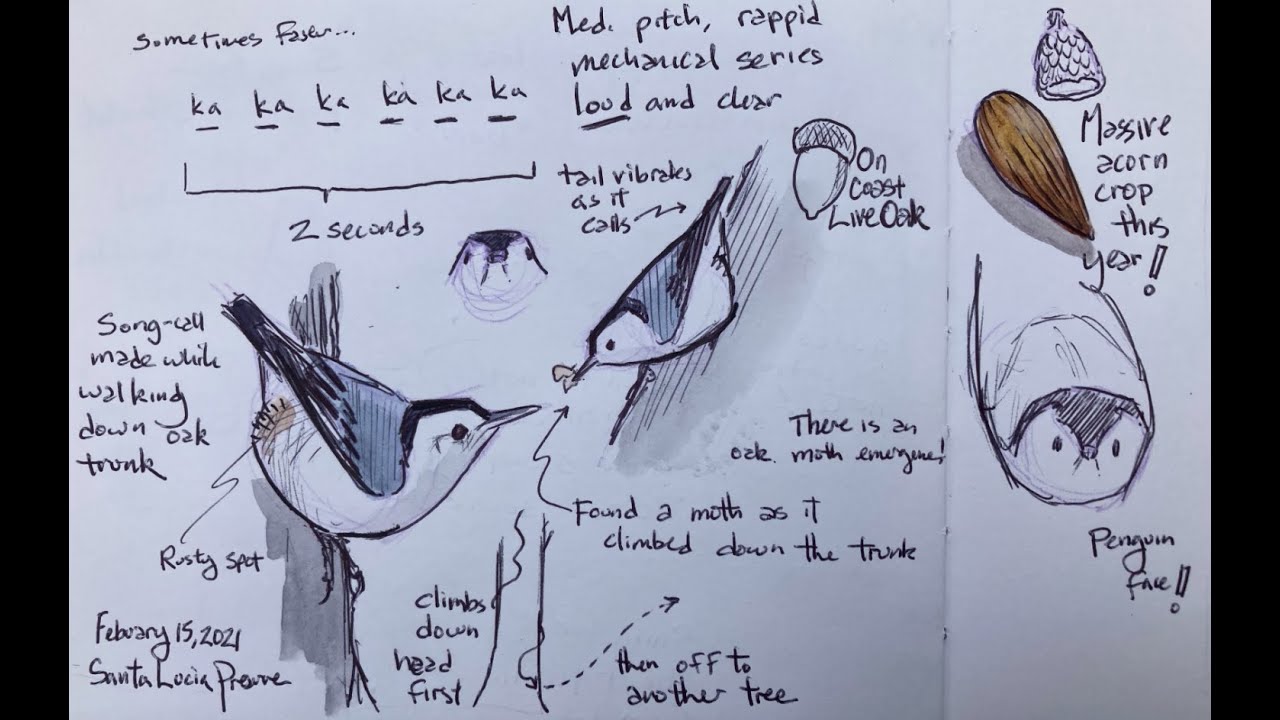 The Nature Journal Connection, Episode 21, Birdsong in your Nature Journal