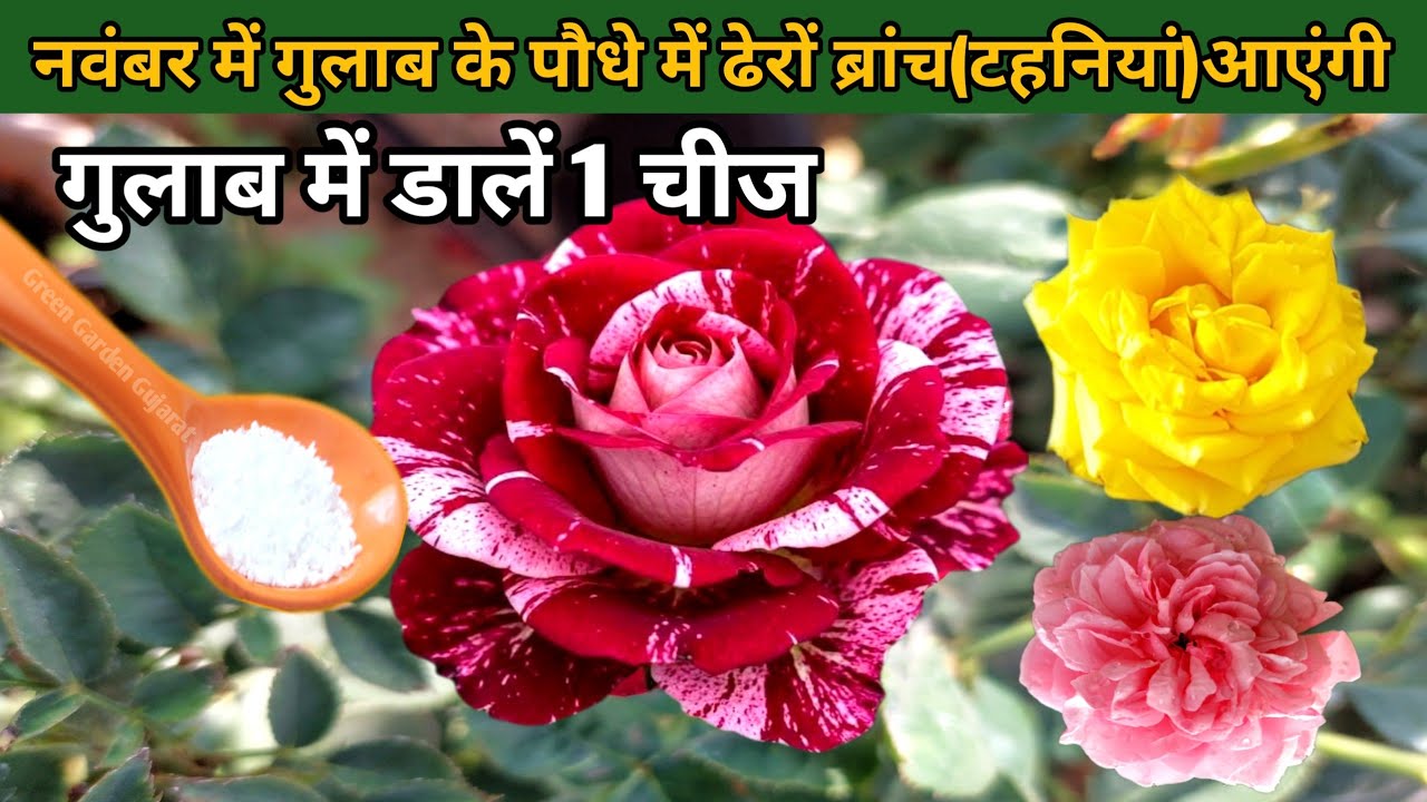 नवंबर में गुलाब ढेरों नई ब्रांच (टहनियों) से भर जाएगा.गुलाब में डालें सिर्फ 1 चीज़ और करें जरूरी काम