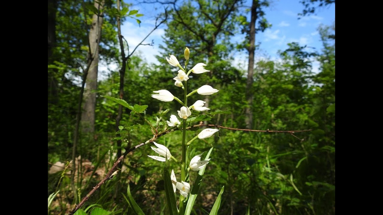 Schwertbl&auml;ttriges Waldv&ouml;gelein (Orchidee) im Raaderwald (Cephalanthera longifolia)