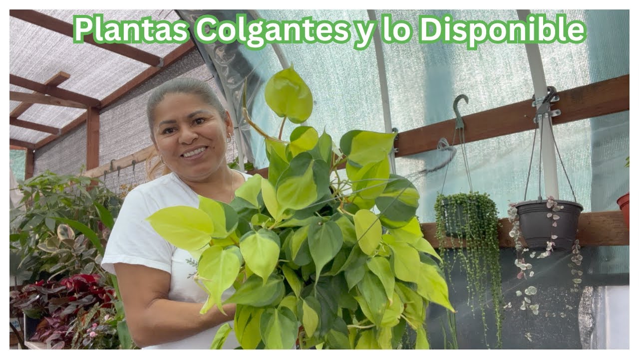 Plantas Colgantes y lo Disponible