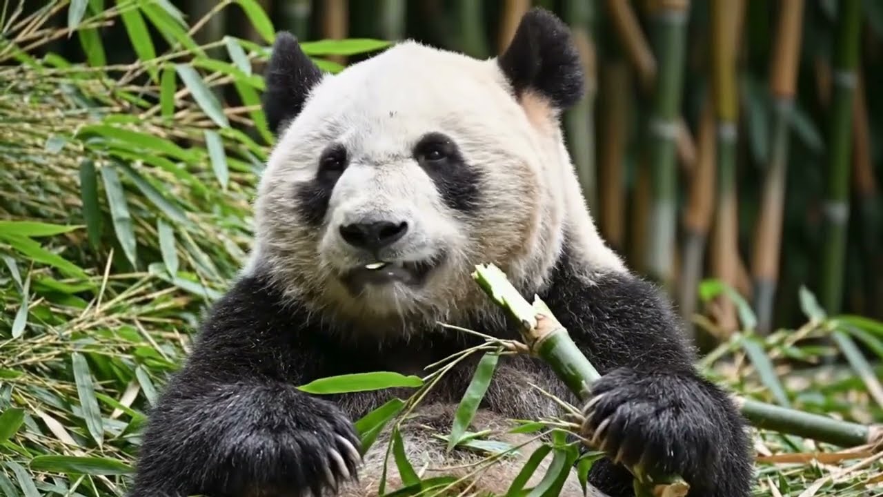 Relaxing Animal Moments 🐾 | Calm Nature for Sleep, Study & Relaxation