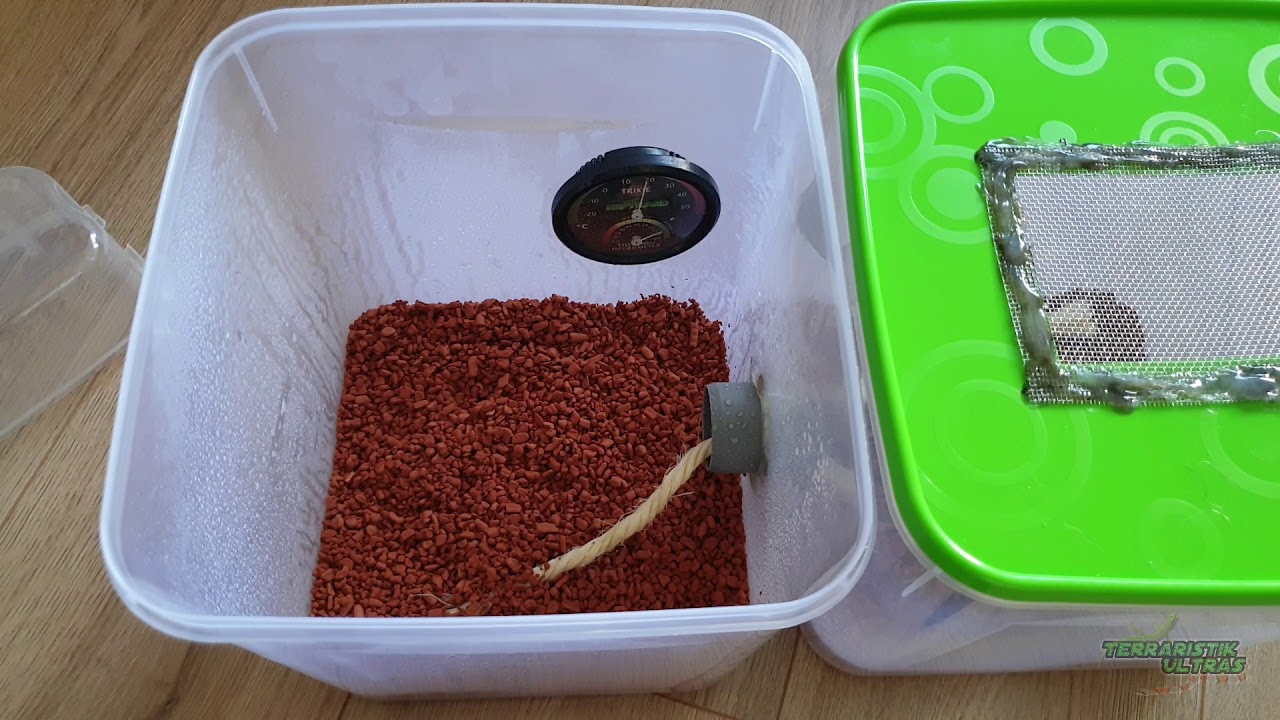 Acromyrmex octospinosus Unboxing! Blattschneiderameisen! Terraristik Ultras!