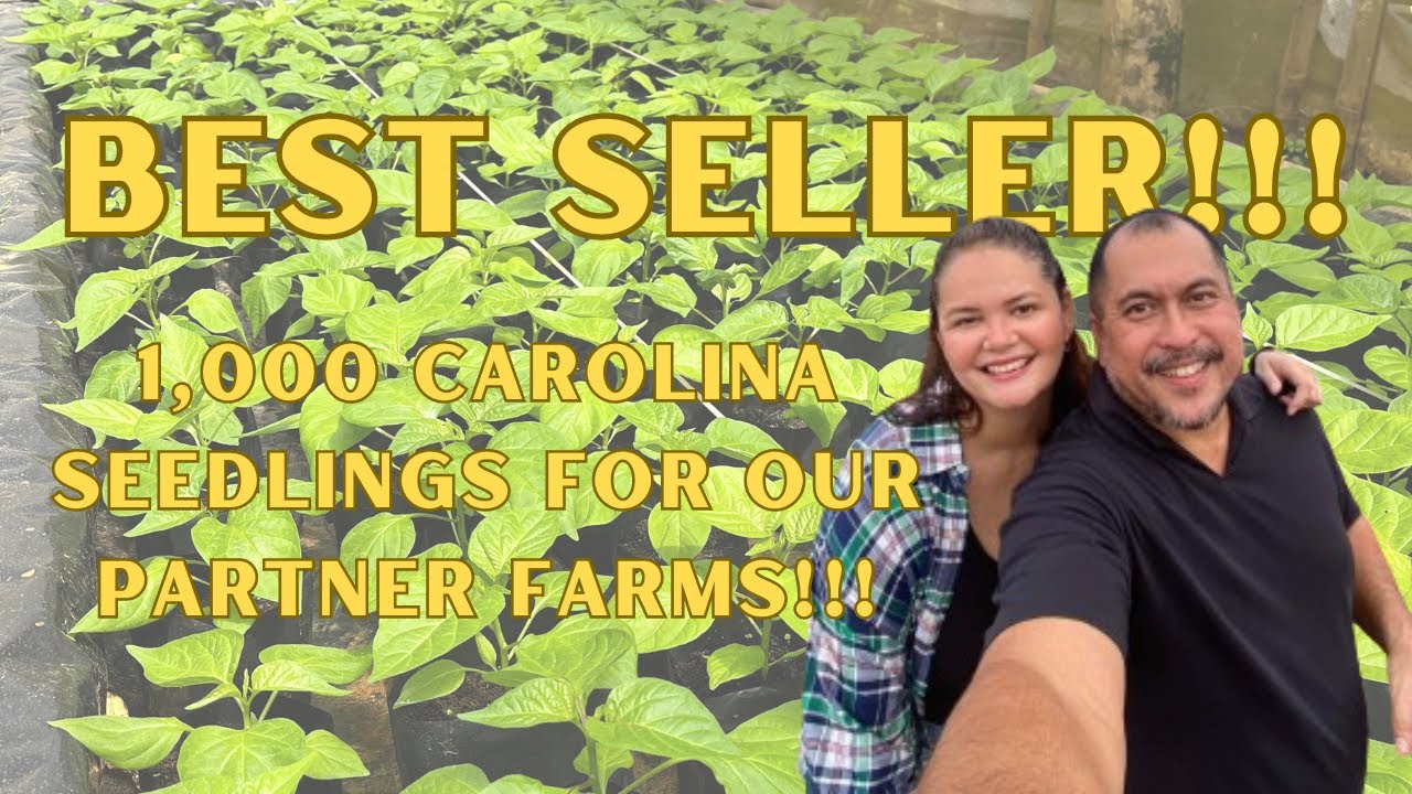 CAROLINA REAPER! Hottest chili seedlings sa farm, BEST SELLER SA AMIN! 1000 trees!!