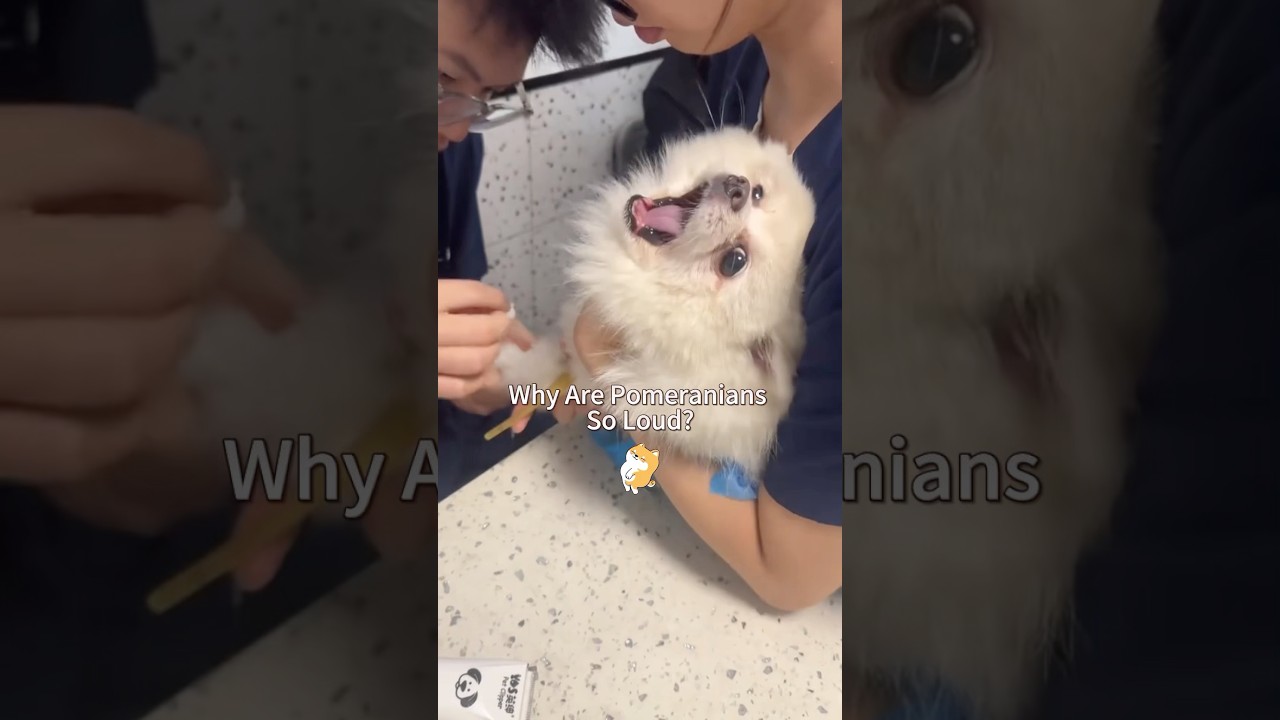 Why Are Pomeranians Always So Angry? #dog #cutedog #doglove #fypyoutube #pomeranian #dogfacts