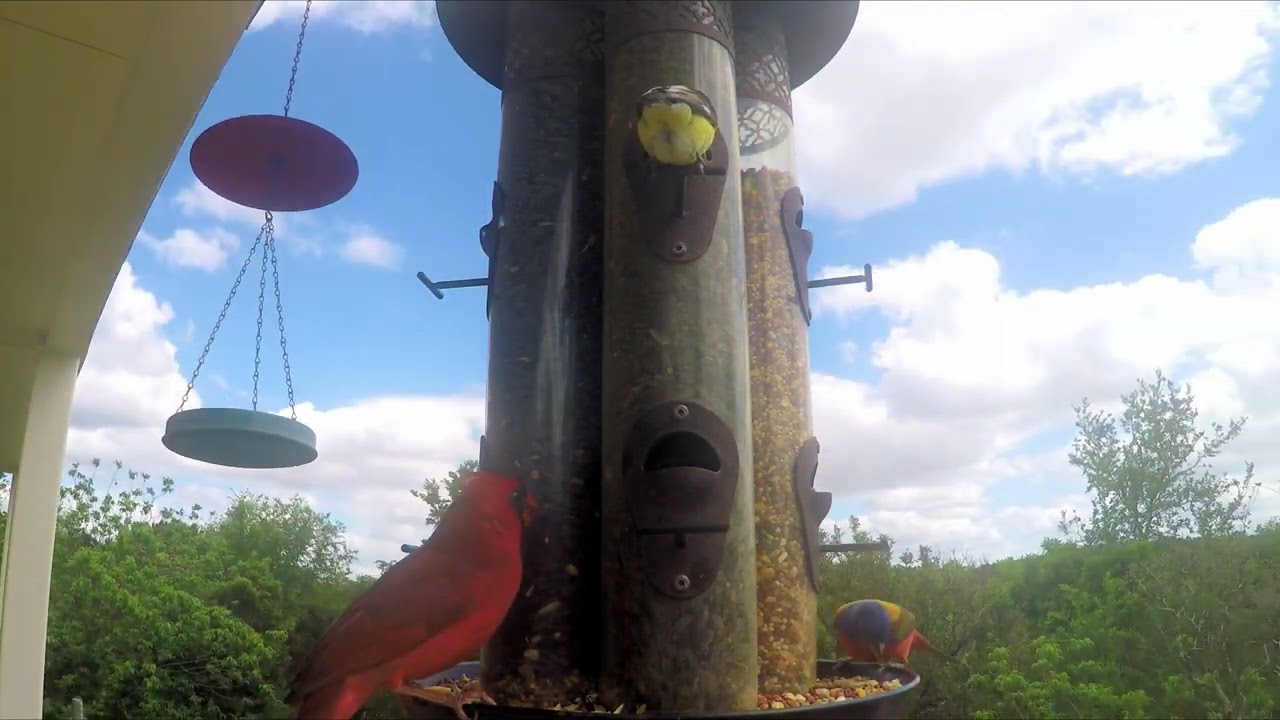 Birds On The Feeder Part 4 April 28, 2022 in 4K  #BirdsOnFeeder