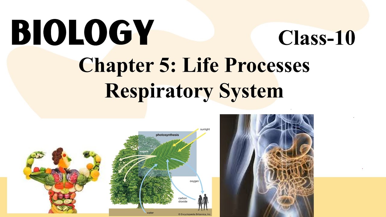 Life Processes | Respiratory System | Part 3 | Class 10 | Chapter 5 NCERT |#class10 #cbseboard #hbse