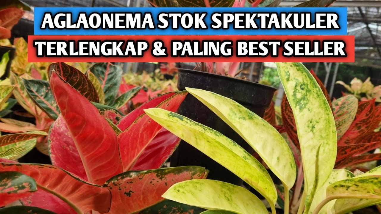 Aglaonema stok spektakuler, paling best seller