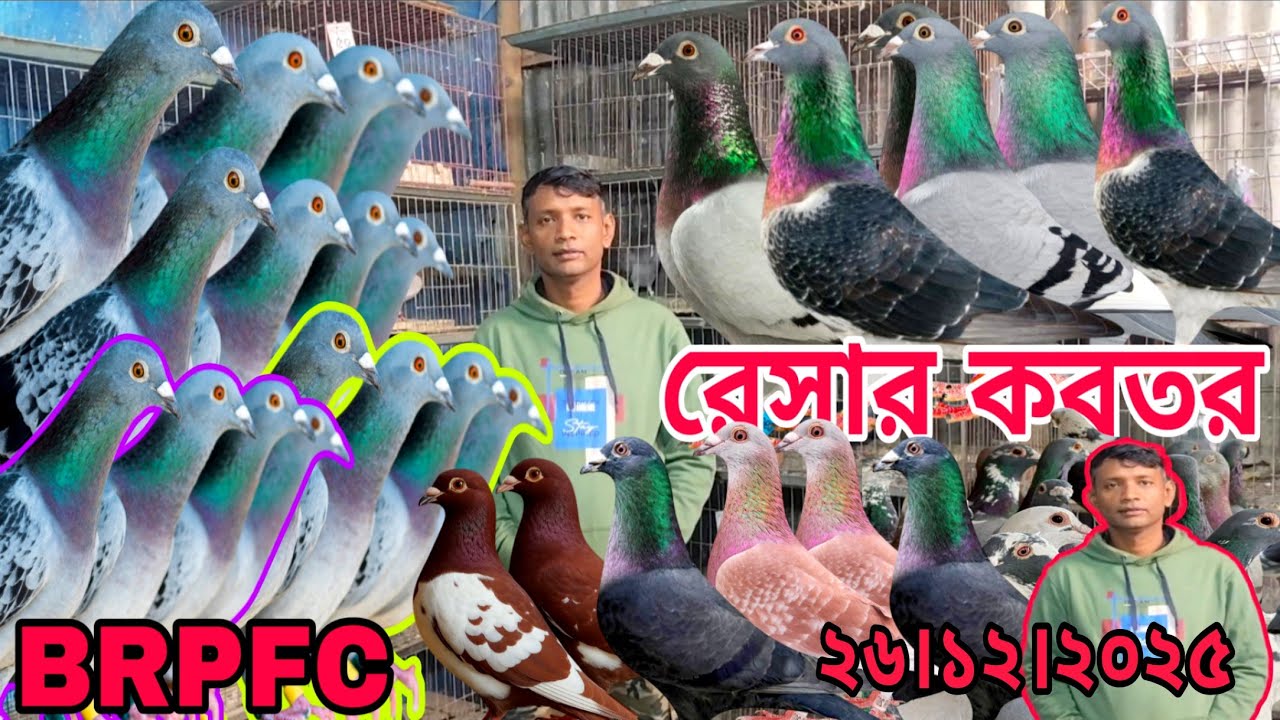 BRPFC Racer kobutor 100% মাত্র ৩০০ টাকা পিস২৫০ টাকা পিস কবুতর কিনুন।। আদনান ভাই