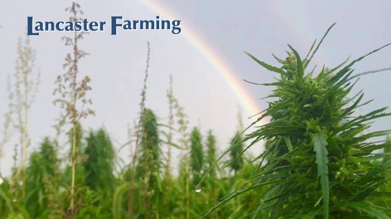 How to Harvest & Dry CBD Hemp