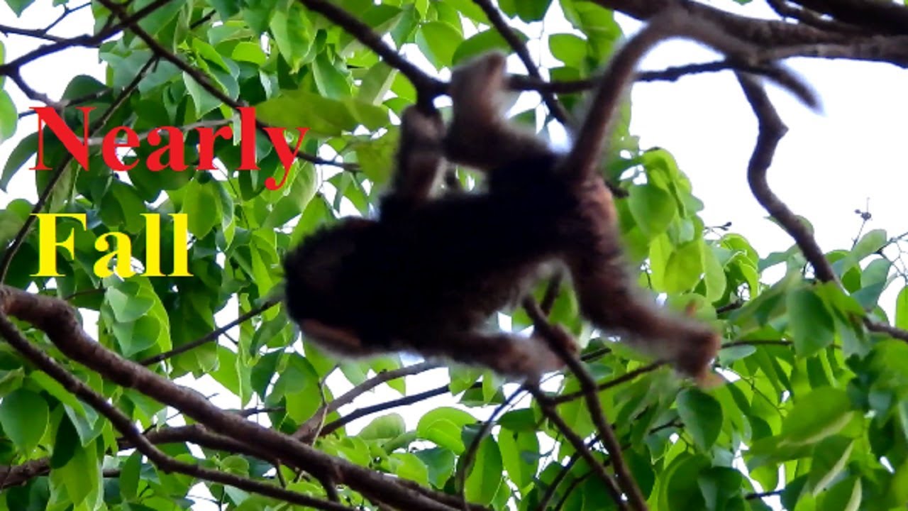 So Terrifying! Bellona Nearly Fall! Monkeys Fighting Belley Run Away, Baby Nearly Falling!