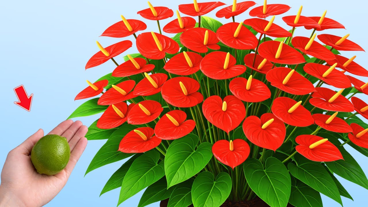 Just 1 Spoon a Week – The Secret to Healthier Anthurium and Double the Blooms