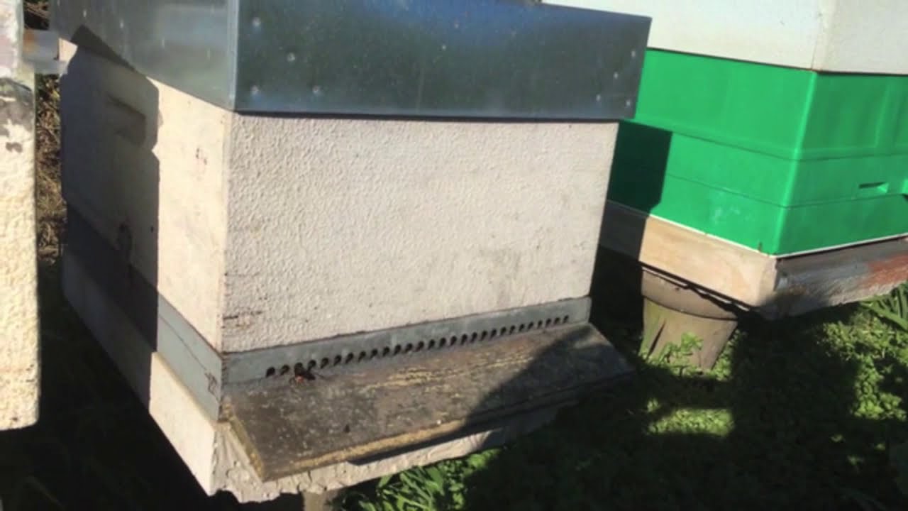 Trampa de piquera para velutina