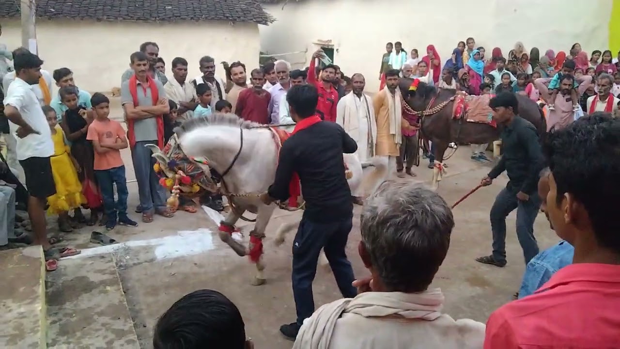 हमारे #गांव के #डोलफूल में #घोड़ों का #डांस #bundelkhand #vlog #Monubhai #family #MP #Chhatarpur 