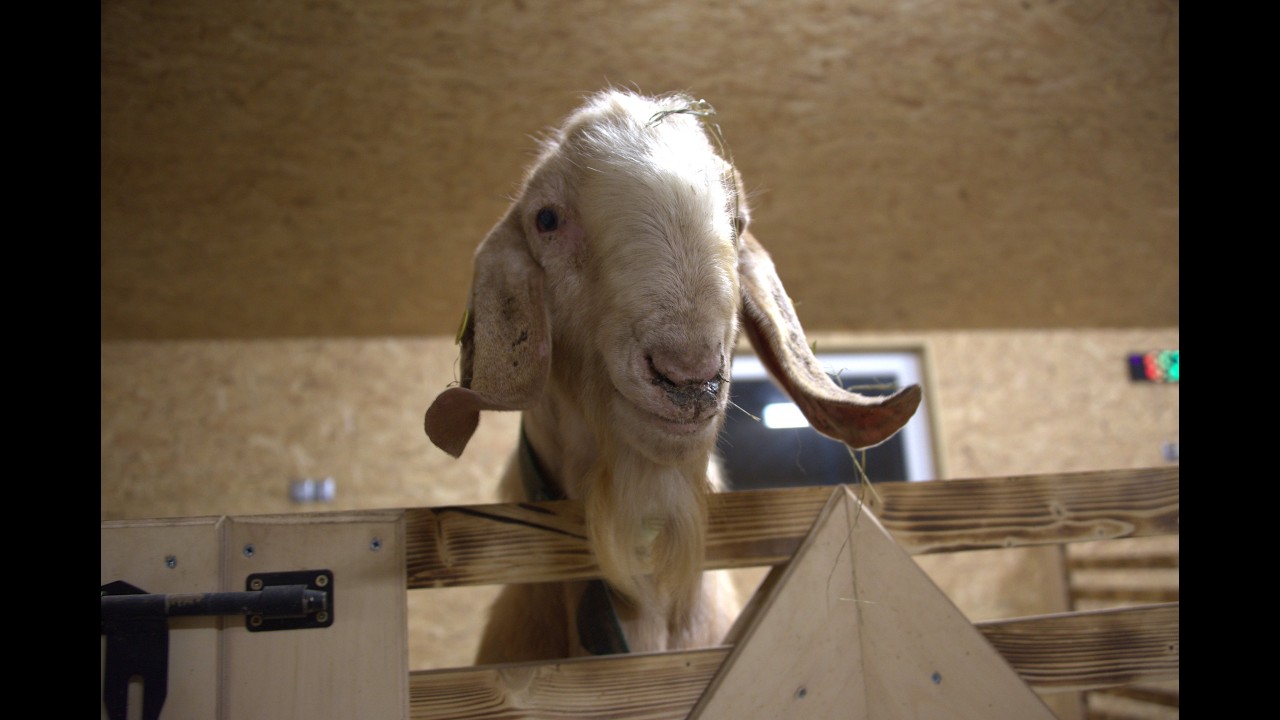 Angel Valley Farm LIVE Replay – Meet New Goat Babies Cappuccino & Latte 🐐✨