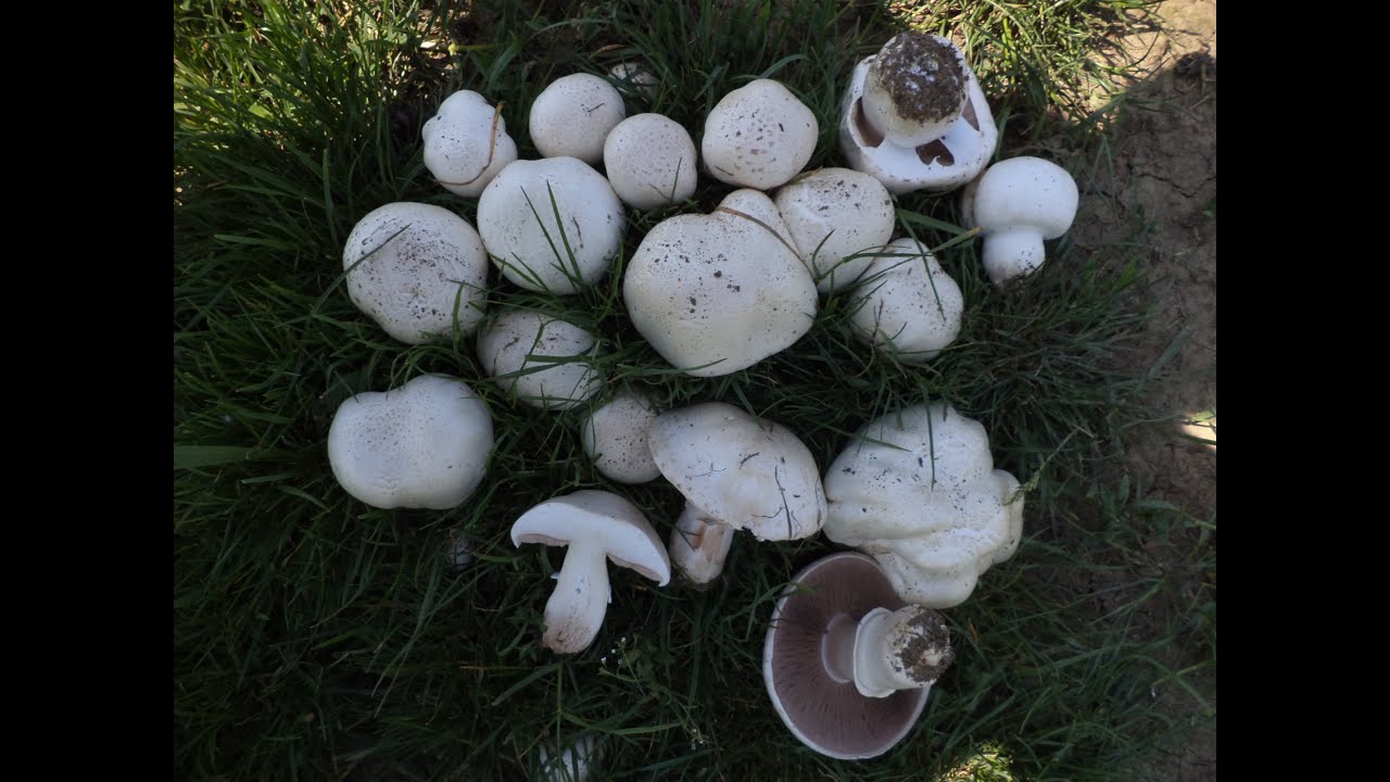 Mezei csiperke - Agaricus campestris csapó 001