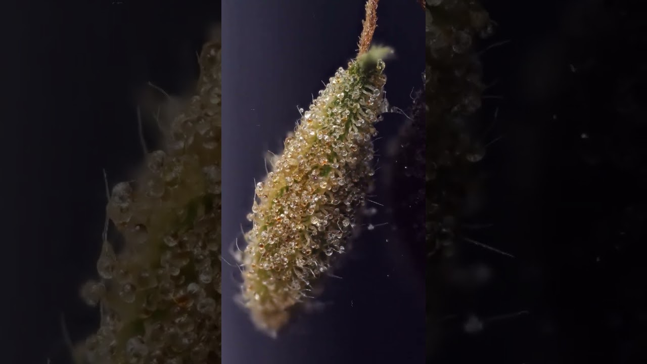Trichome covered bract of the Cannabis Sativa flower under high magnification!