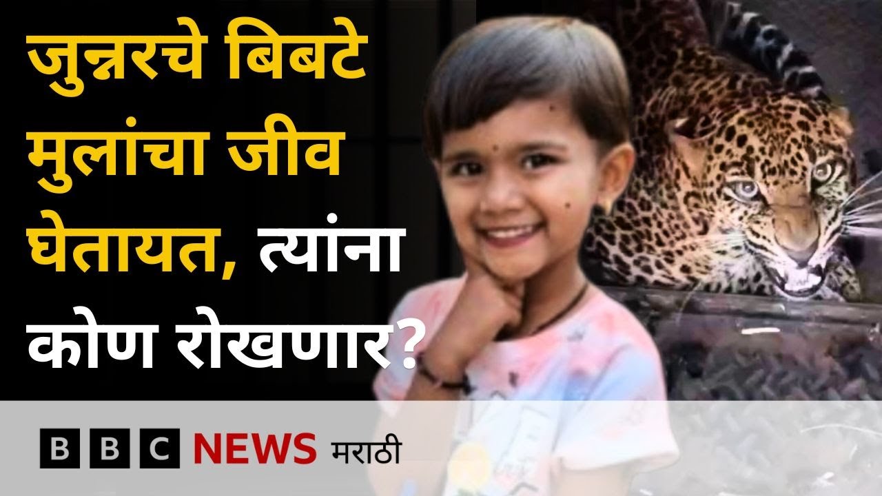 Junnar Leopard Attacks : ऊसात वाढणाऱ्या बिबट्यांचे लहान मुलांवर हल्ले कसे रोखणार? (BBC News Marathi)