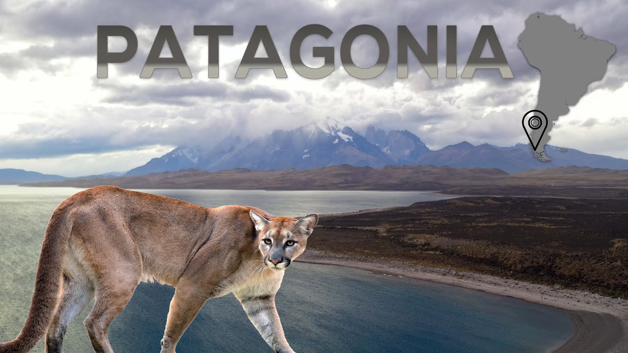 Un trek sur la terre des pumas - Patagonie chilienne