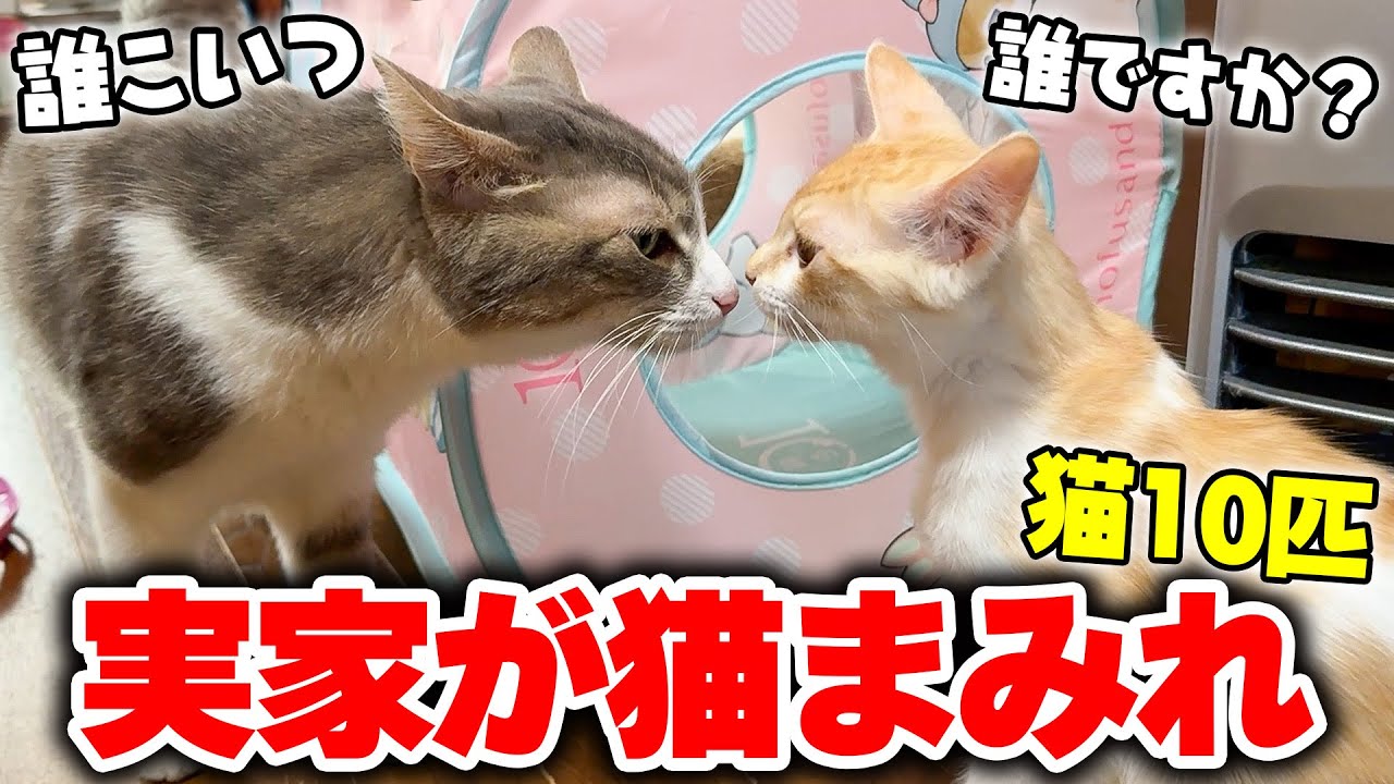 新年早々ですが猫たちを置いて実家に帰ることになりました。