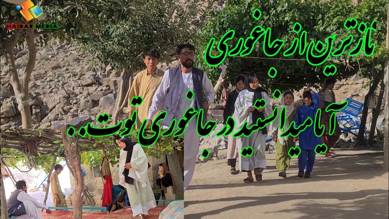 ۲۹ ثور در جاغوری توت آمده