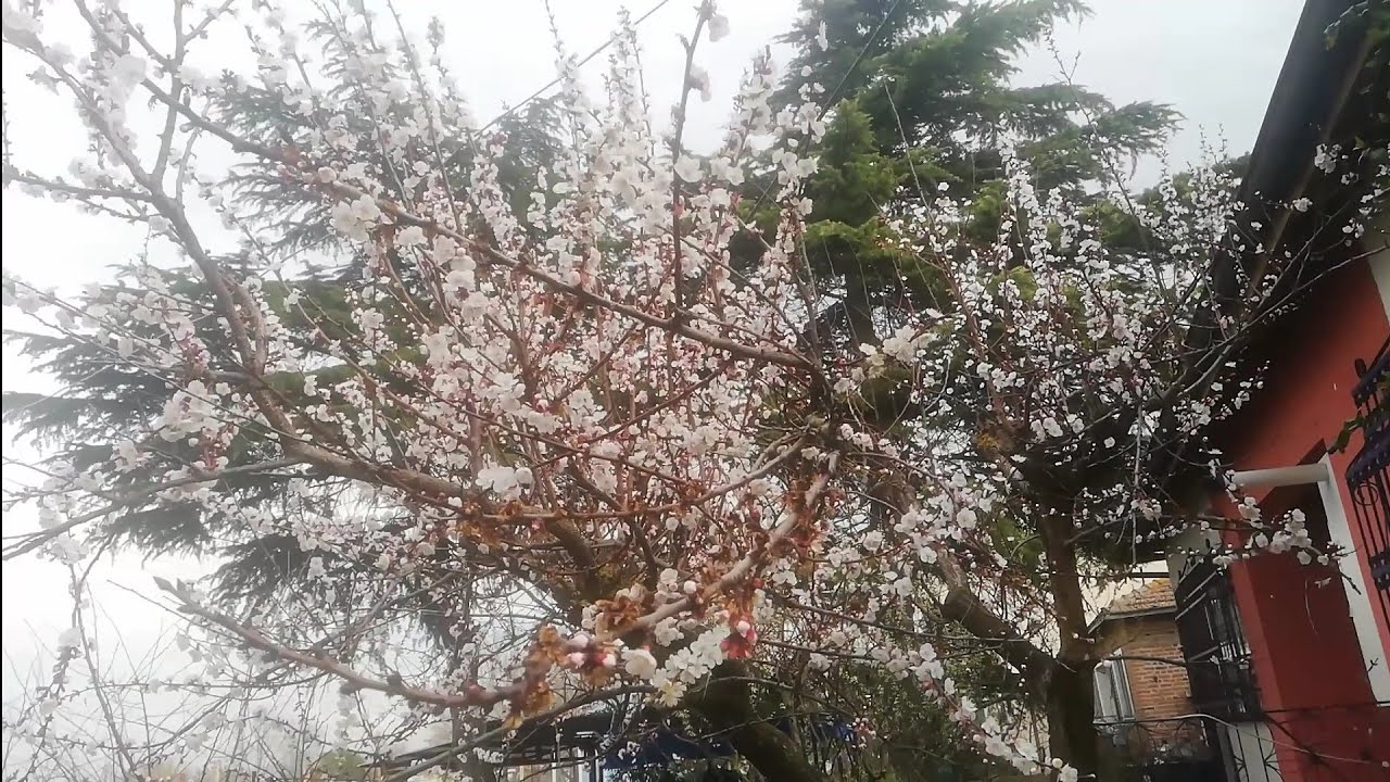 Gölyazı'ya bahar geliyooor... @Bulbulogretmen #gölyazı #bahar #gezi #travel