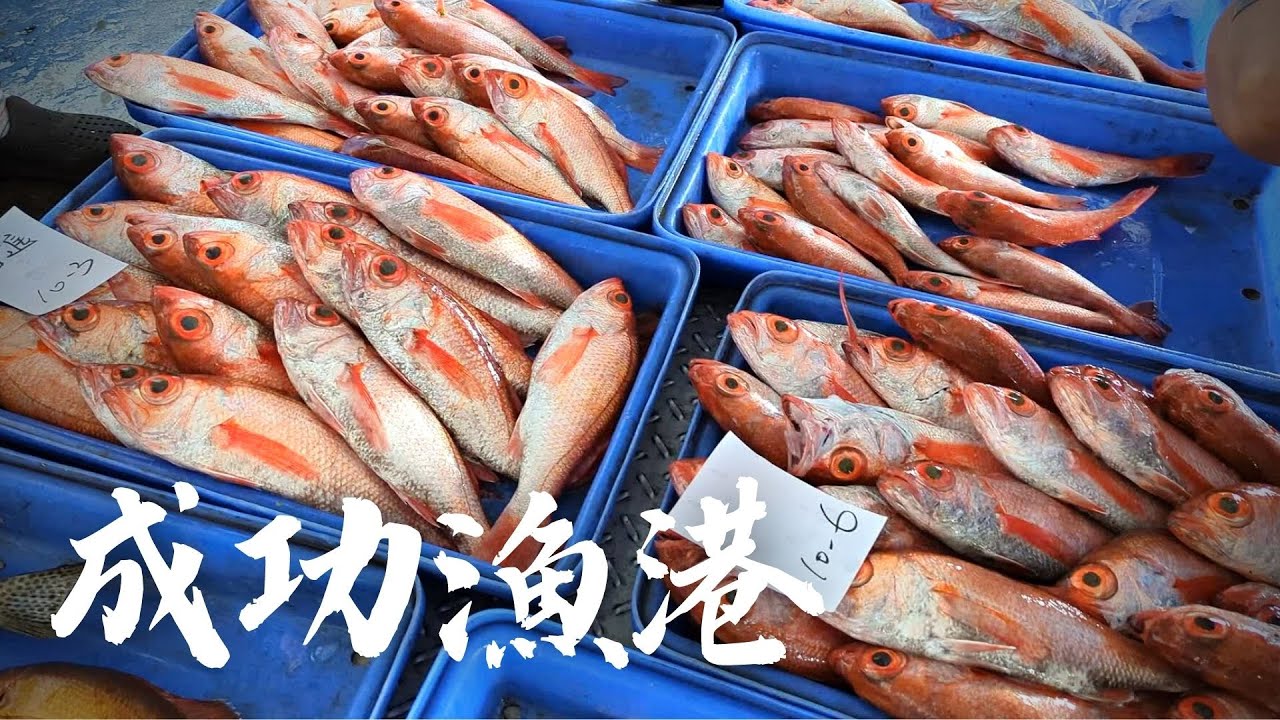 台東富岡漁港&成功漁港魚貨拍賣。| 各種新鮮魚種 透明公開的買魚環境。