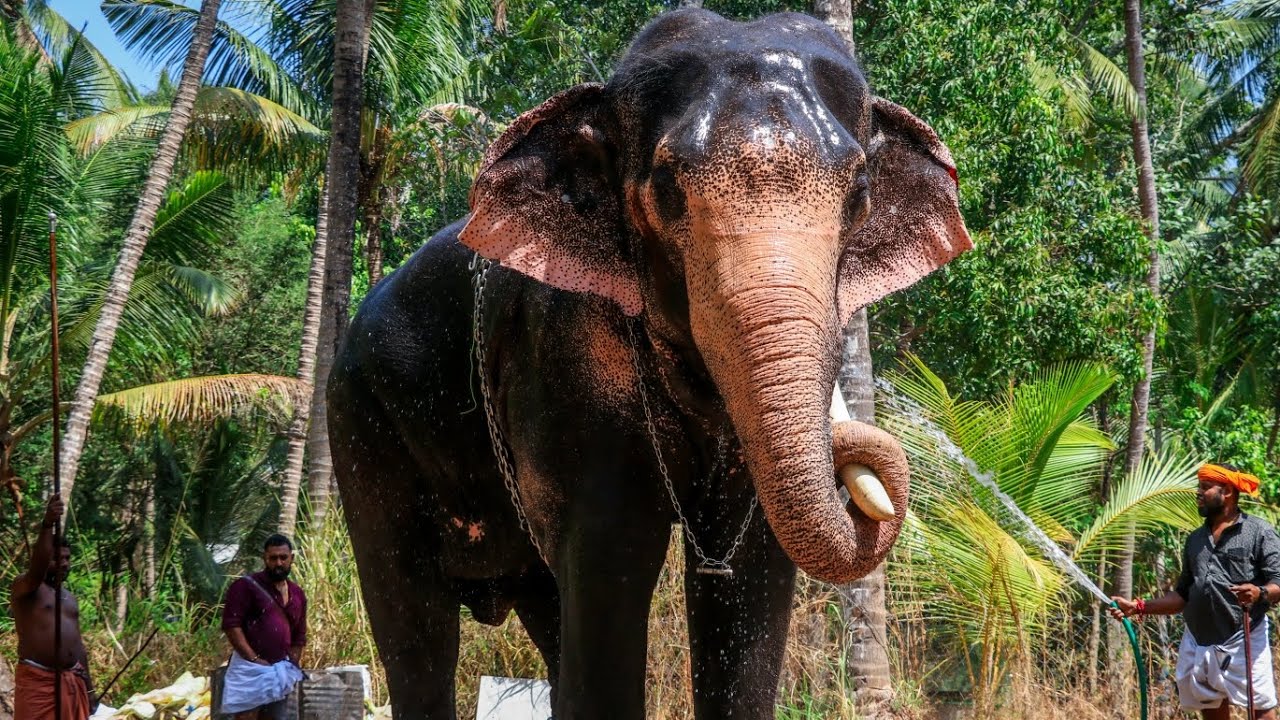 ഊക്കൻസ് കുഞ്ചു ആന 😍 Ukkenz Kunju ❤️ Kerala Elephant ❤️ ആന വീഡിയോ 😍 Elephant Video | Pooram 2026 