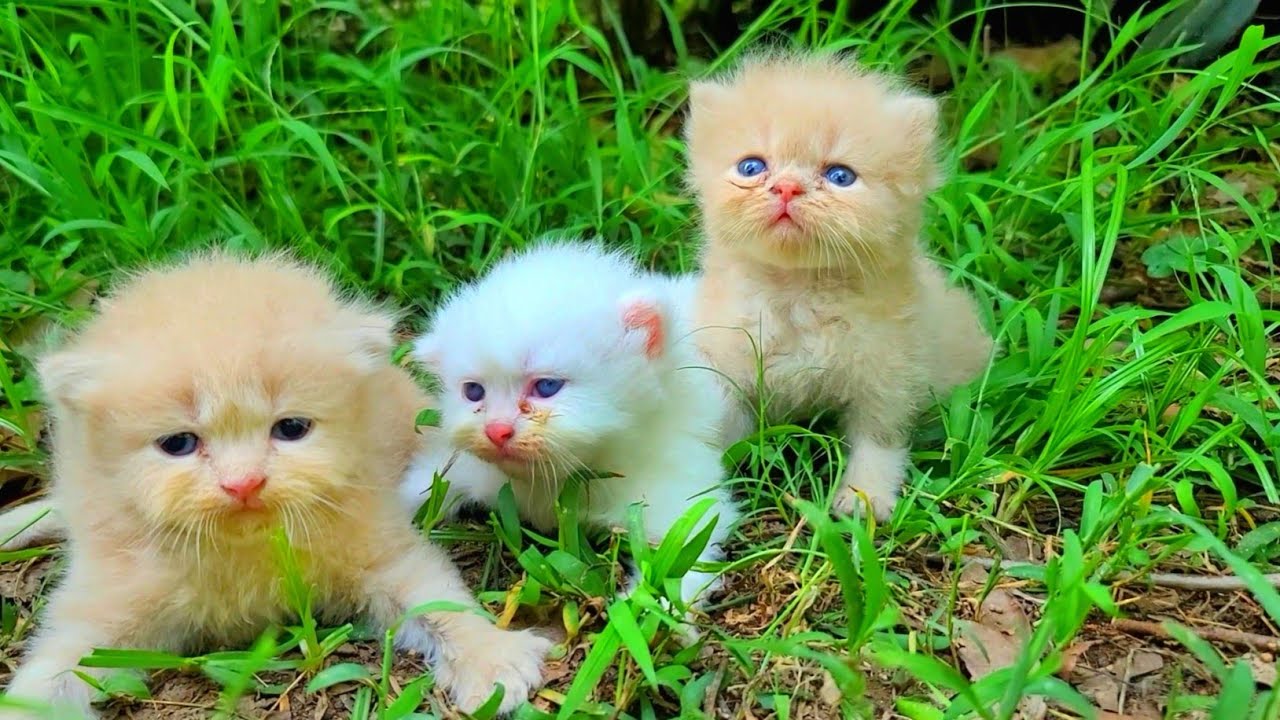 Little Street Kittens Cry for Their Mama Until They Find Care and Love 🐱💖🐾