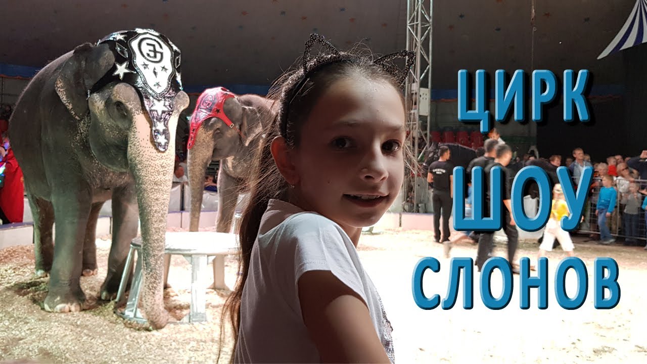 цирк шоу слонов