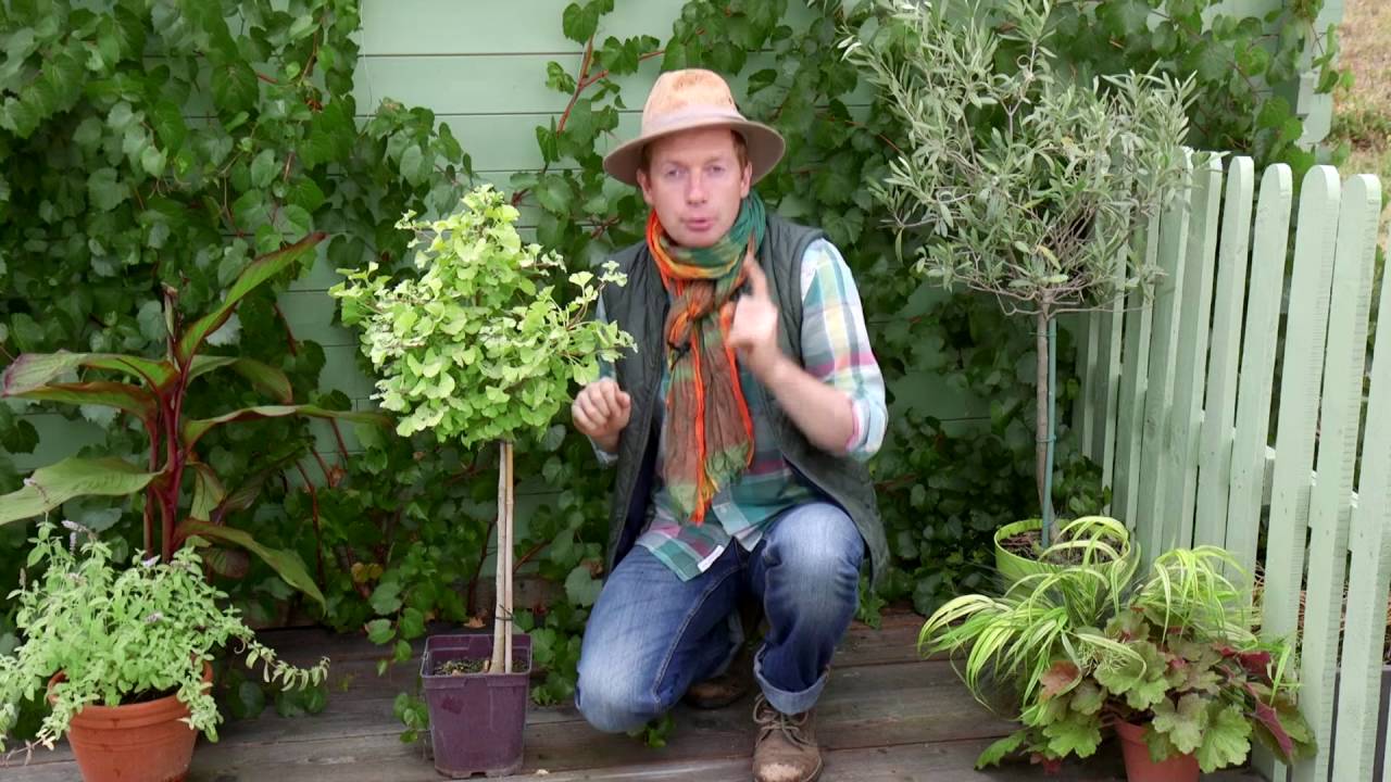 Comment planter un Ginkgo Biloba en Pot ?