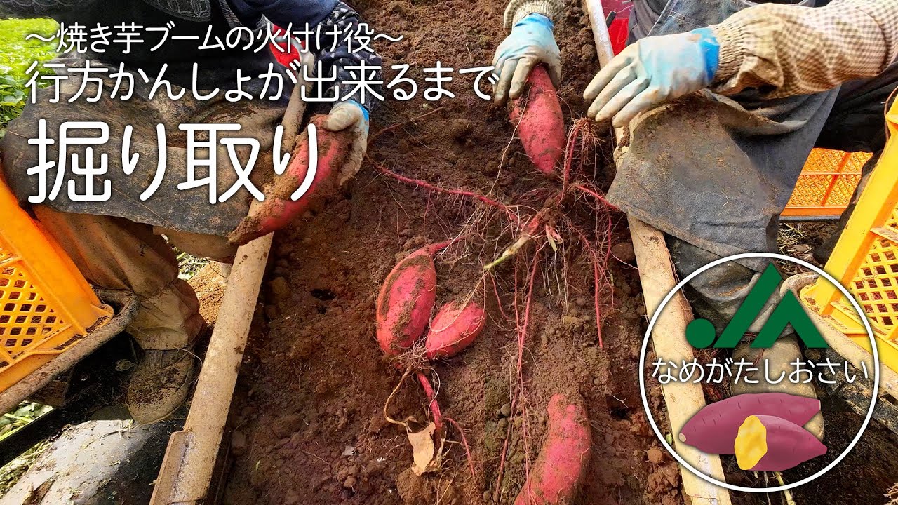 掘り取り（収獲）～焼き芋ブームの火付け役 JAなめがたしおさいの行方かんしょができるまで～