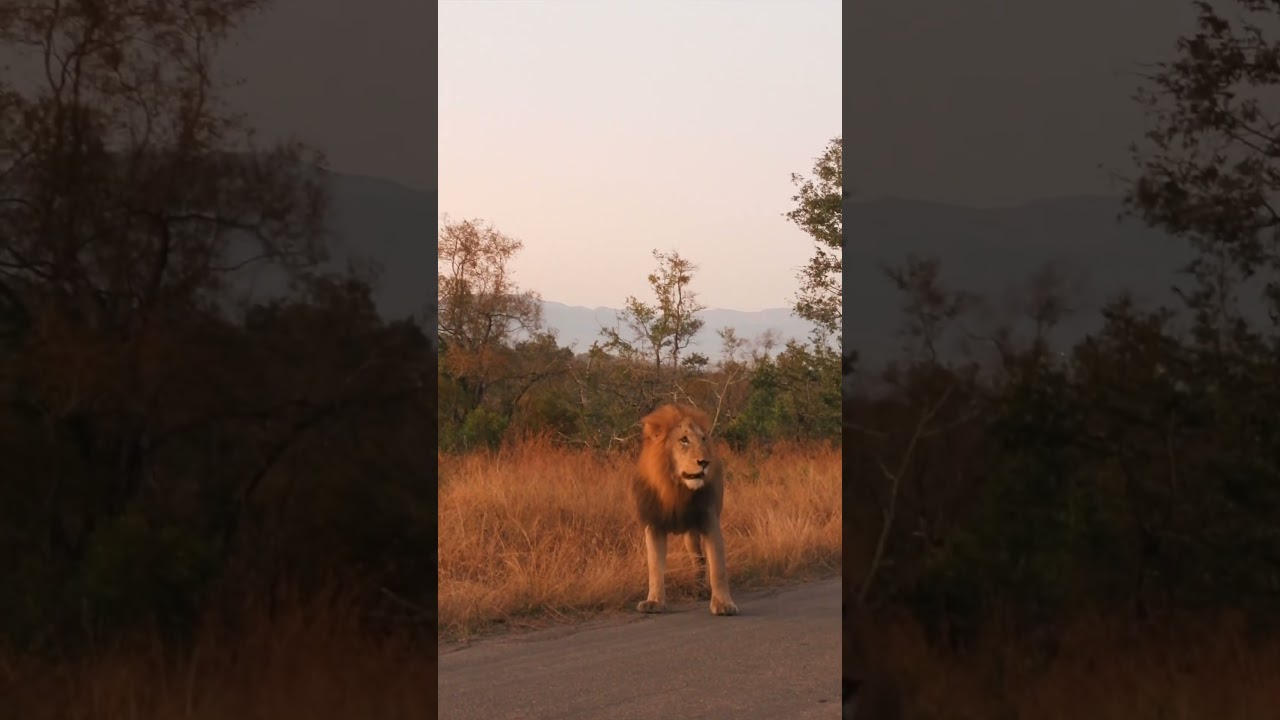 You will NEVER OUT RUN a lion!