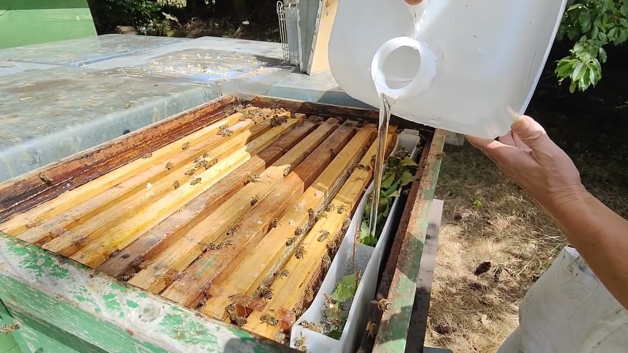 Eßgeschirr für Bienen