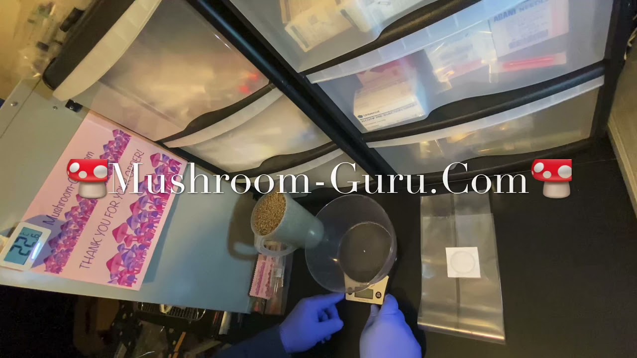 How to make mushroom grain spawn made easy! By Mushroom-Guru 🍄