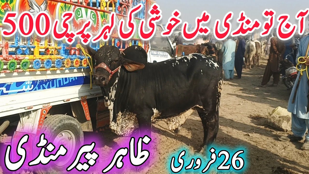 Today Fresh Video Zahir Pir Cow Mandi 2026 | Cholistani Ablak Nukra Gulabi Barhman Sluger Bachre