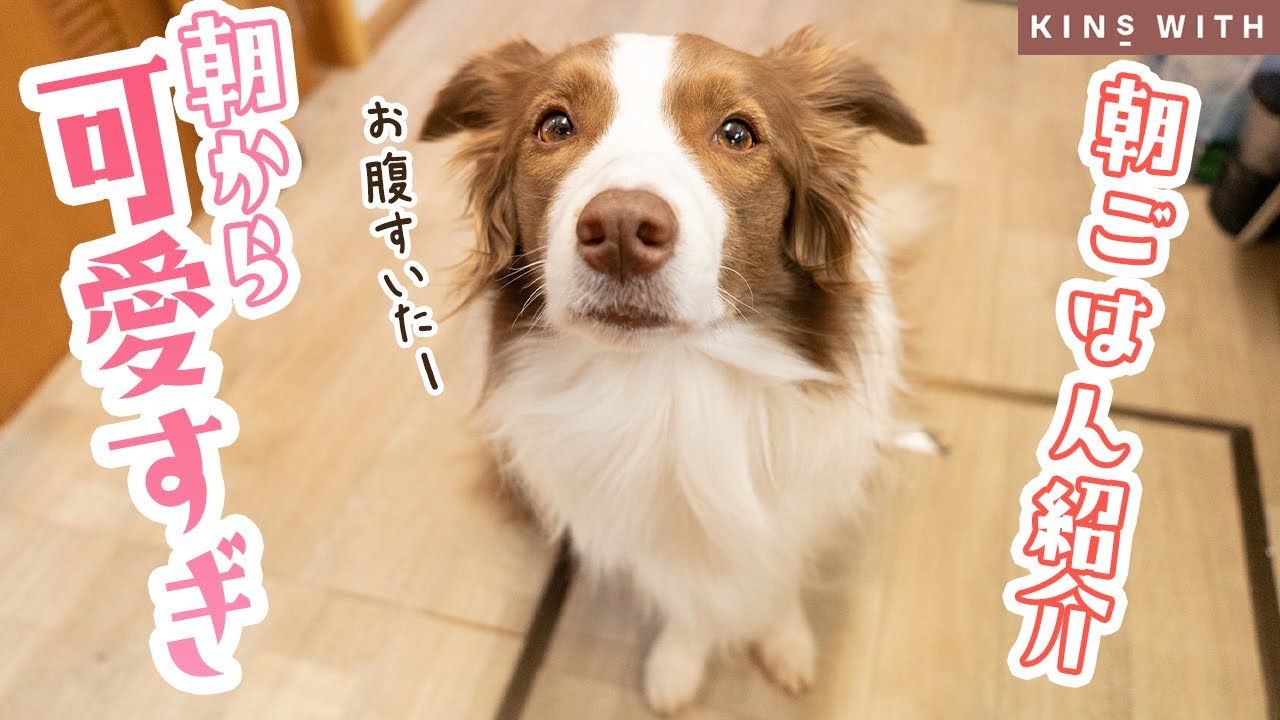 【朝食とサプリをご紹介】お肉の匂いでご飯が我慢できなくなっちゃったボーダーコリー【おねだり上手】