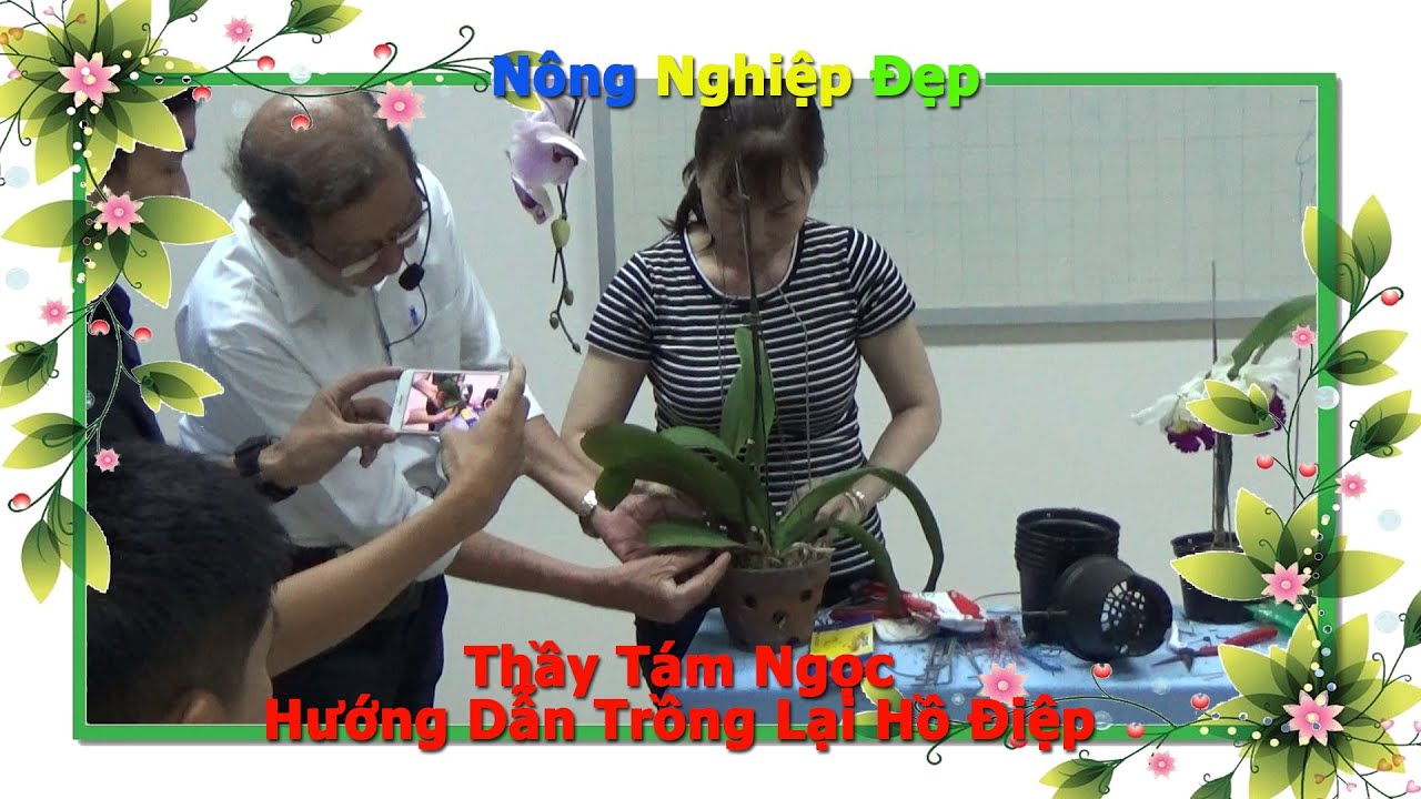 Thầy Tám Ngọc Hướng Dẫn Cách TRỒNG LAN HỒ ĐIỆP Sau Tết