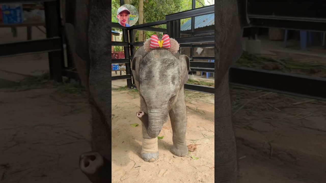 សម្រស់ក្មេងស្រីតូចលំផាត់និងមកដល់សព្វថ្ងៃនេះ, Video of the baby elephant when it arrived and now