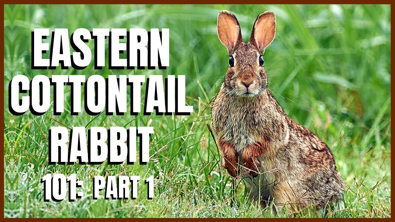 Eastern Cottontail Rabbit 101: Part 1