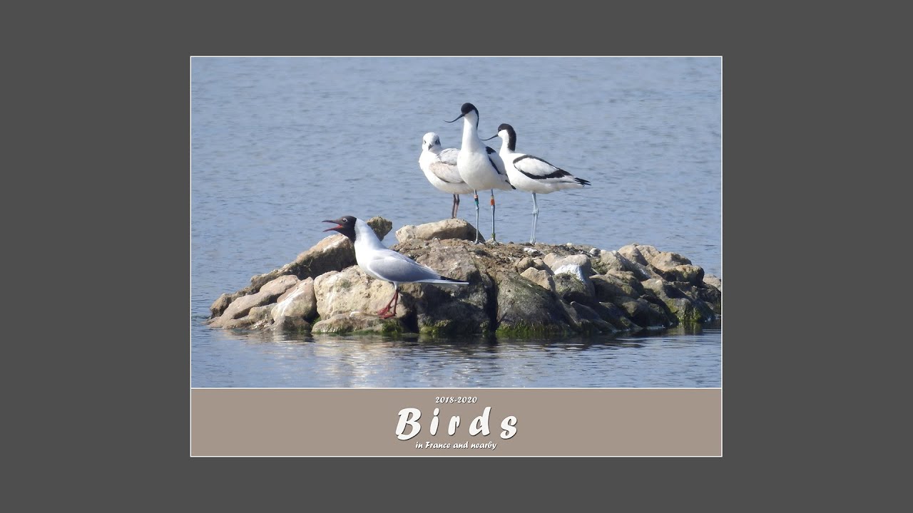 Birds 2018-2020 (in France and nearby)