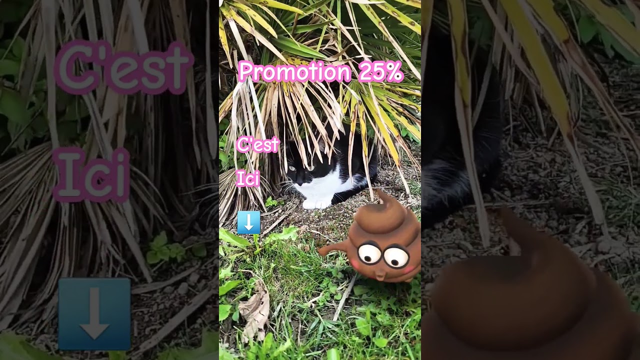 C'ICI #shorts #short #song #comedy #cute #shortsviral #cat #music #viraldance