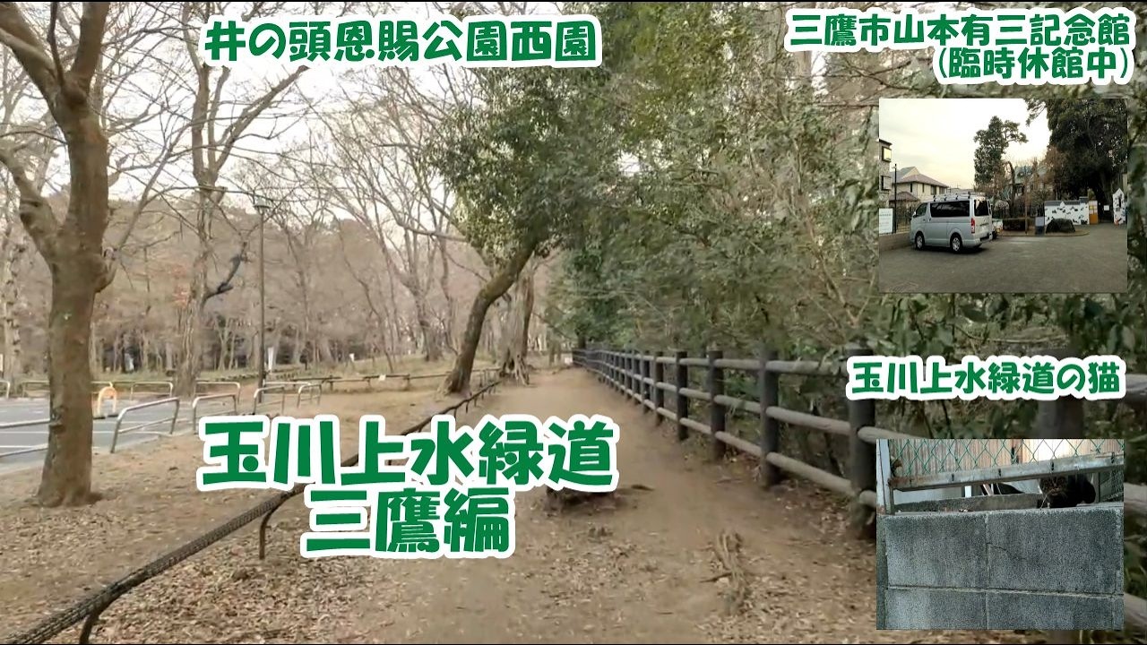 【玉川上水緑道　三鷹編2】毎月恒例玉川上水緑道シリーズ、第7弾　今回は文豪太宰治の足跡をたどりながら、多摩川上水緑道を歩きます　その2