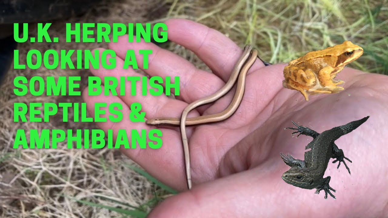 UK herping looking at some British reptiles and amphibians!