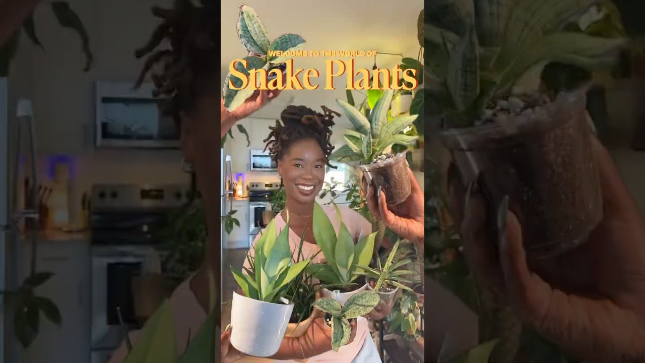 Welcome to the world of Snake Plants! A plant that can survive a rapture 🪴😂 #snakeplant