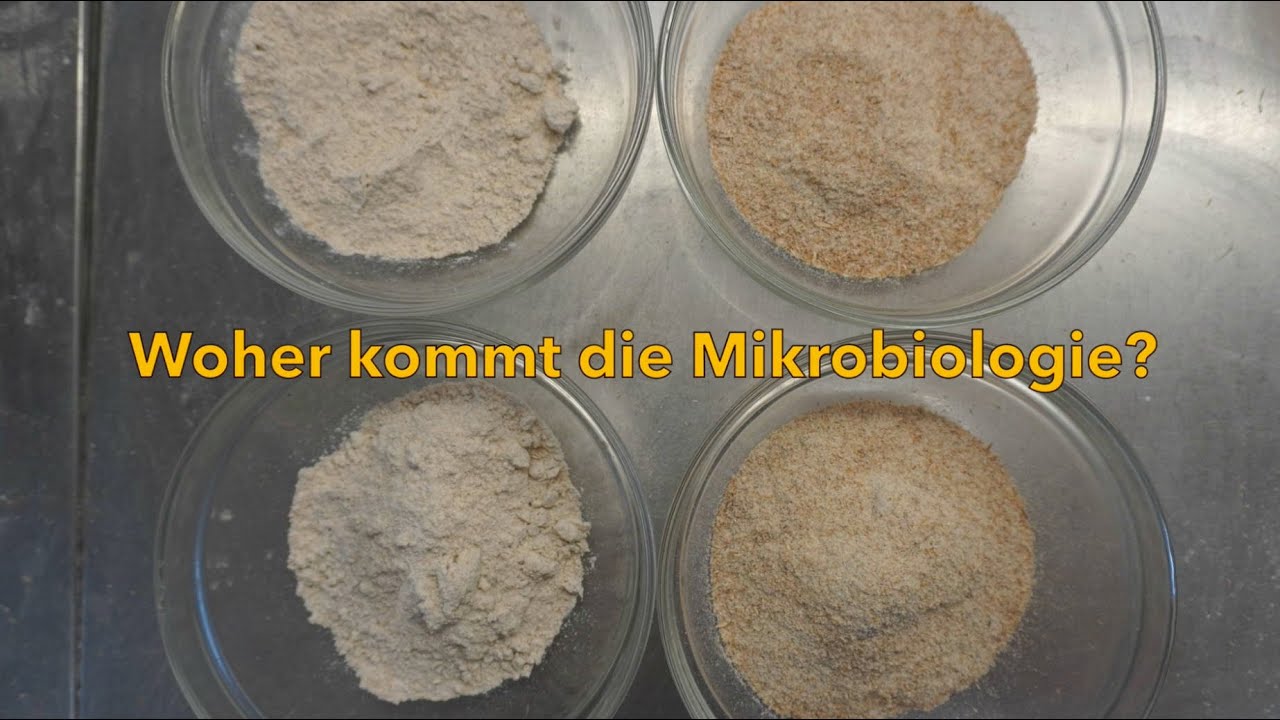 Sauerteig Profiwissen   Wo kommt die Mikrobiologie her? Mikrobiologie beim Ansetzen des Sauerteiges