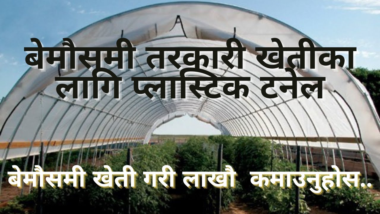 बेमौसमी तरकारी खेतीको लागि प्लास्टिक टनेल || Plastic Tunnel for off season Vegetable ||