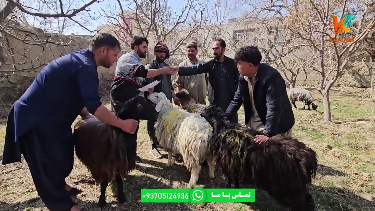 بزرگترین توزیع گوشت گوسفند برای هموطنان ما😊🤲