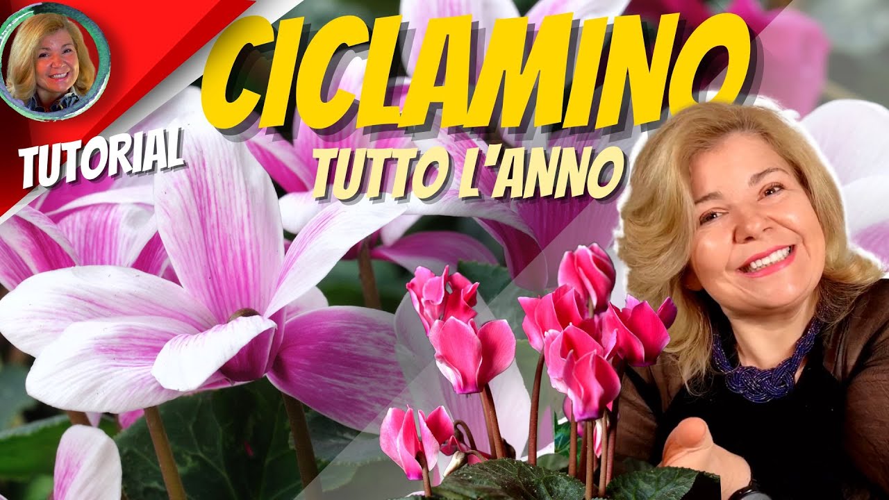 CICLAMINO, tutti i SEGRETI per una COLTIVAZIONE da URLO