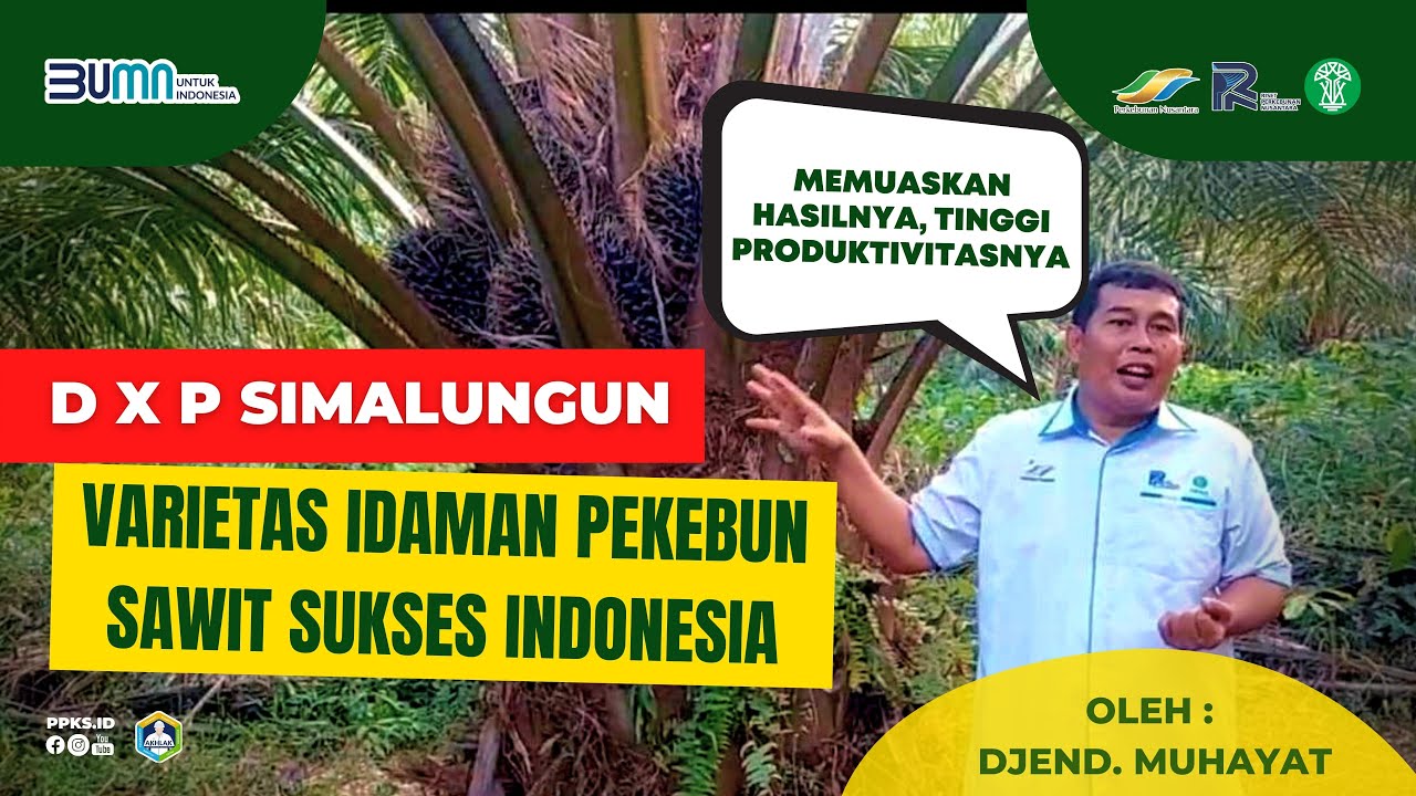 “DxP Simalungun” | Tinggi Produktivitasnya, Idaman Pekebun Indonesia