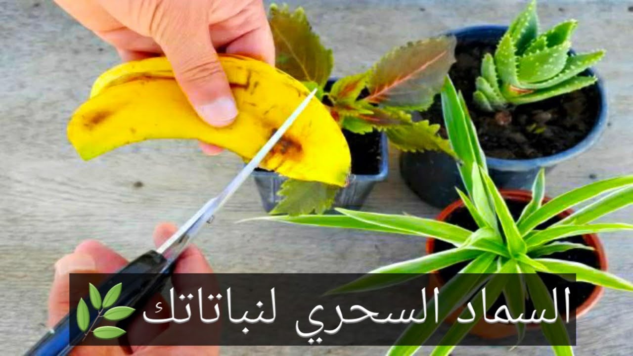 سماد قشور الموز بالطريقة الصحيحة
